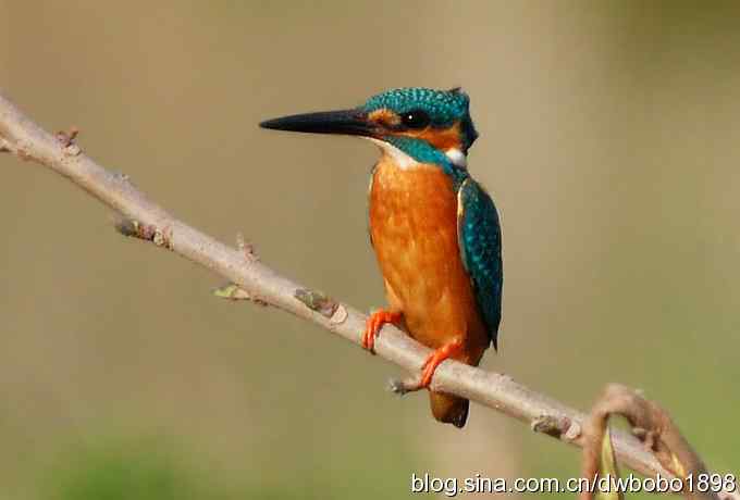 小翠儿过节踩蛋忙