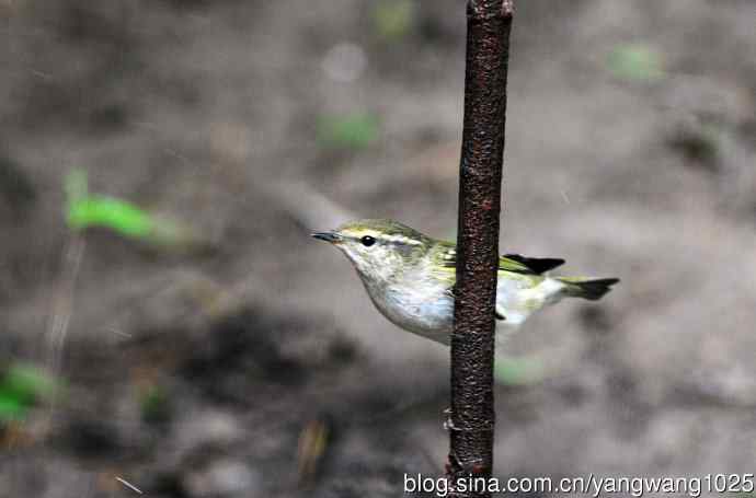 黄眉柳莺(21) 黄眉柳莺(21)
