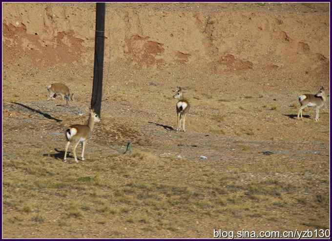 坐上火车去拉萨5鈥斺敳卦纾ㄉㄗ橥迹