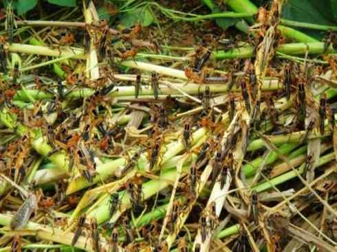 自然奇观：动物大迁徙(东亚飞蝗）