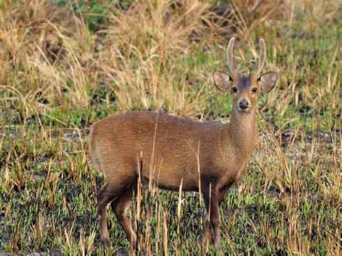 麒麟：传说的兽原型探秘（麋鹿）