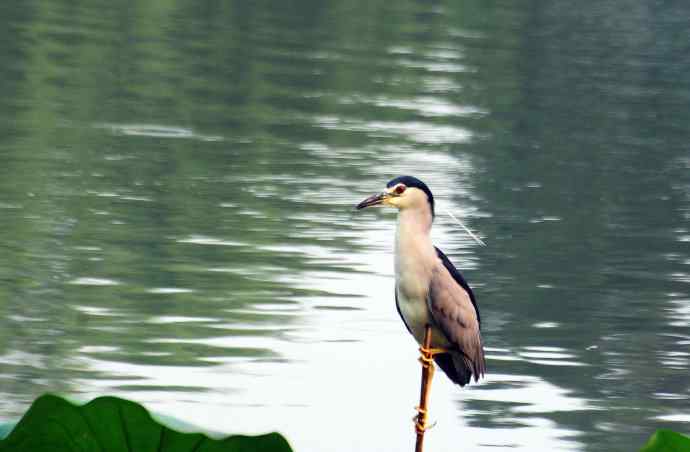 北京北海公园的鸟类——北海公园的夜鹭（呆版）2