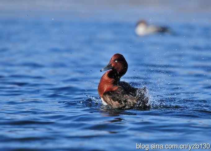 蓝之梦&bull;白眼潜鸭（组图，）