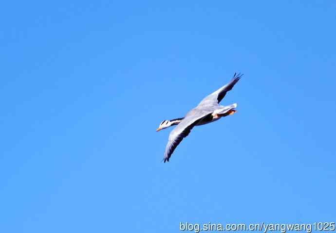 斑头雁（抓拍）10