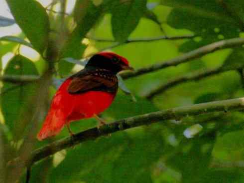 极品红色鸟类：深红紫伞鸟