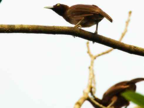 美丽无罪：雀鸟之极乐鸟