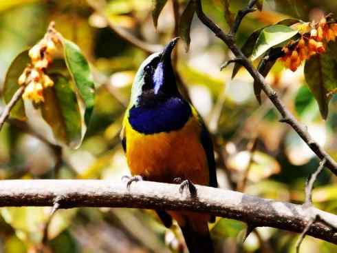 美丽无罪：雀鸟之叶鹎