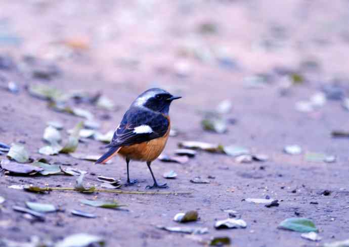 雄性北红尾鸲（10）