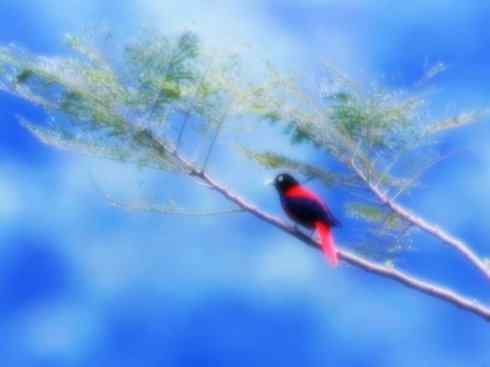 美丽无罪:雀鸟之朱鹂 美丽无罪:雀鸟之朱鹂