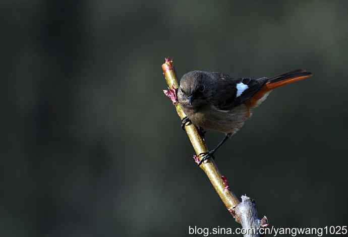 第一场春雨之后 wbr1
