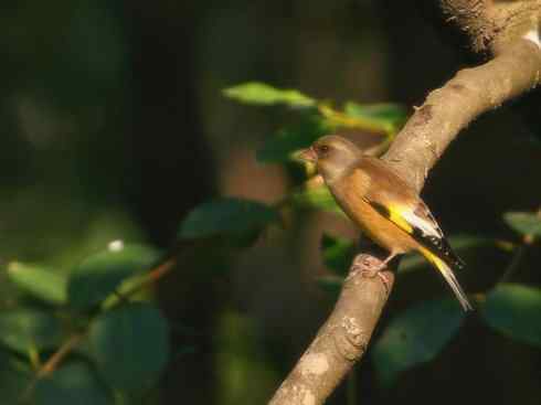 家禽驯化之源之十九