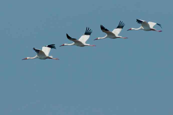 【新鸟】暮春观白鹤☆