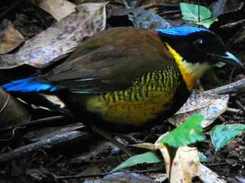 美丽无罪：雀鸟之八色鸫