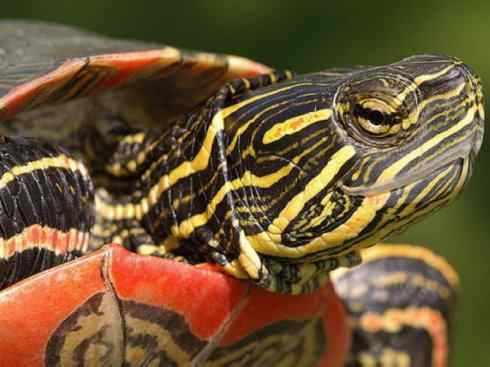 玄武：传说的兽原型探秘（水龟）