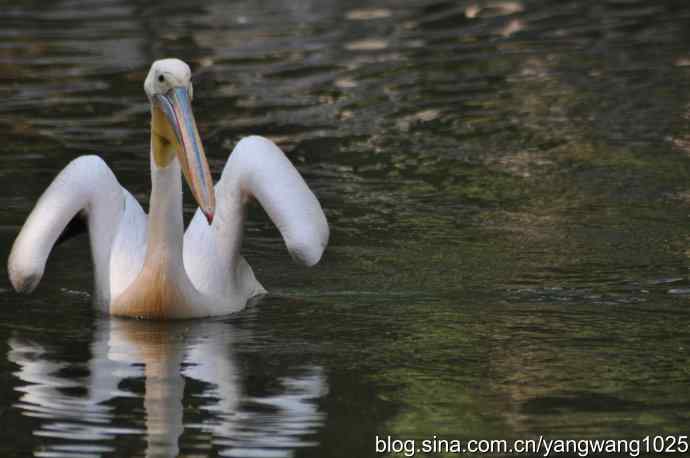 再拍大鹈鹕 wbr6 再拍大鹈鹕 wbr6