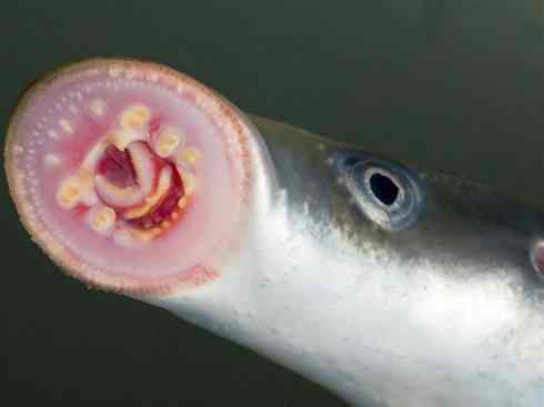 鱼类活化石：七鳃鳗