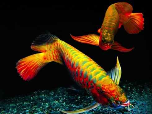 鱼类活化石：巨骨舌鱼