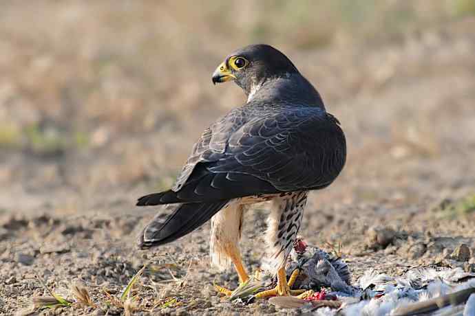 高端食物链之王者风范
