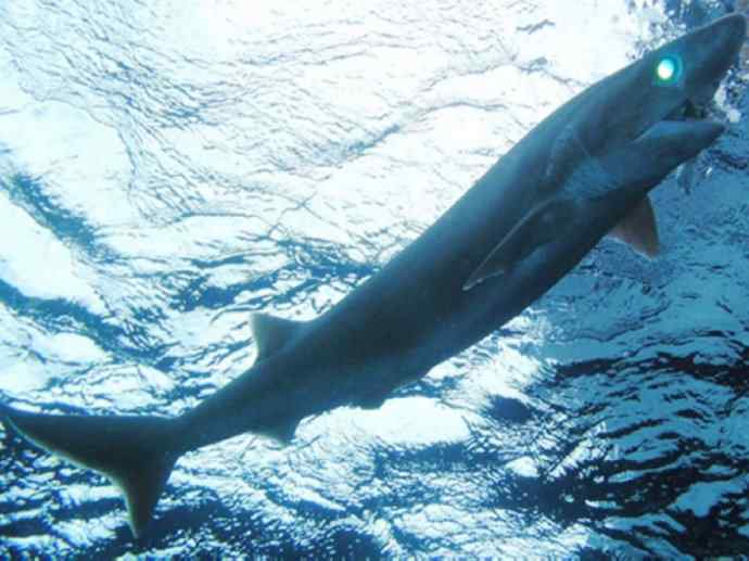 鱼类活化石：皱鳃鲨