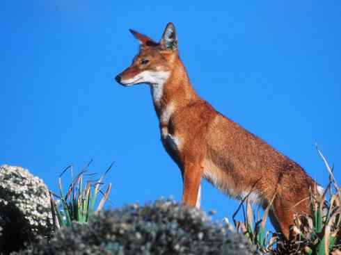 犬科：犬亚科犬属之西门豺、侧纹豺（胡狼类）