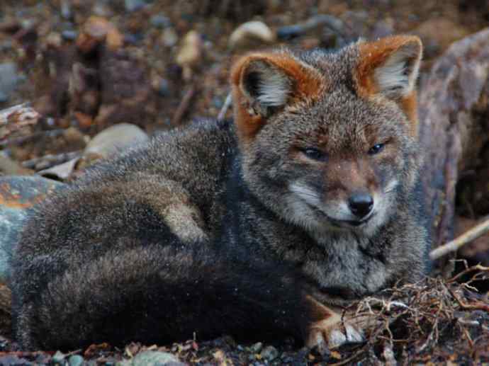 犬科：狐亚科伪狐属之阿根廷狐、山狐、达尔文狐