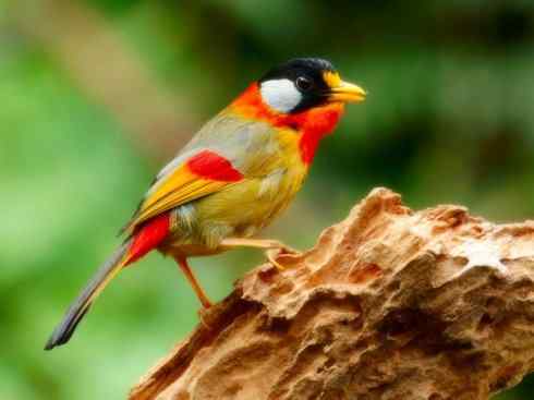 美丽无罪：雀鸟之绿鹛