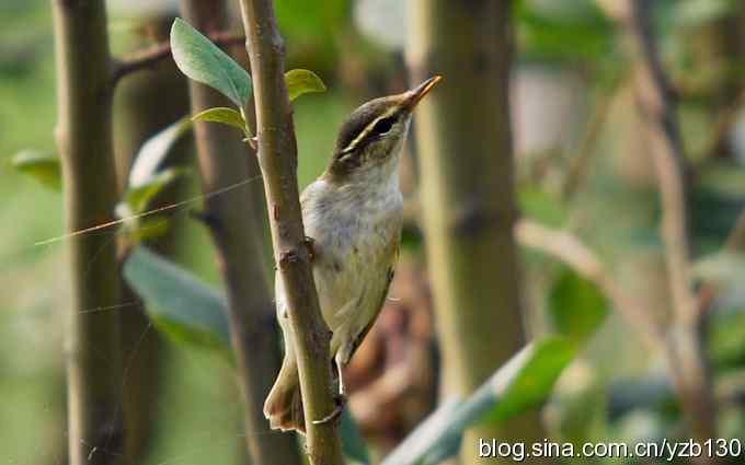 七里海周边鈥湻街酃扳澊蚰