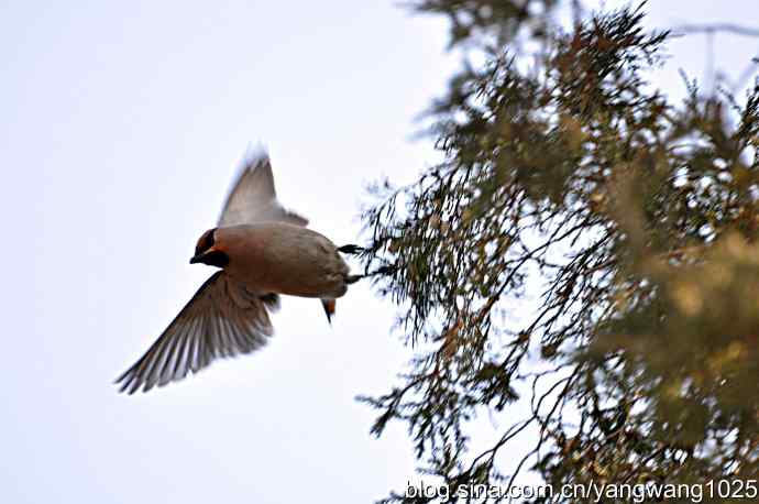 大观园飞来太平鸟