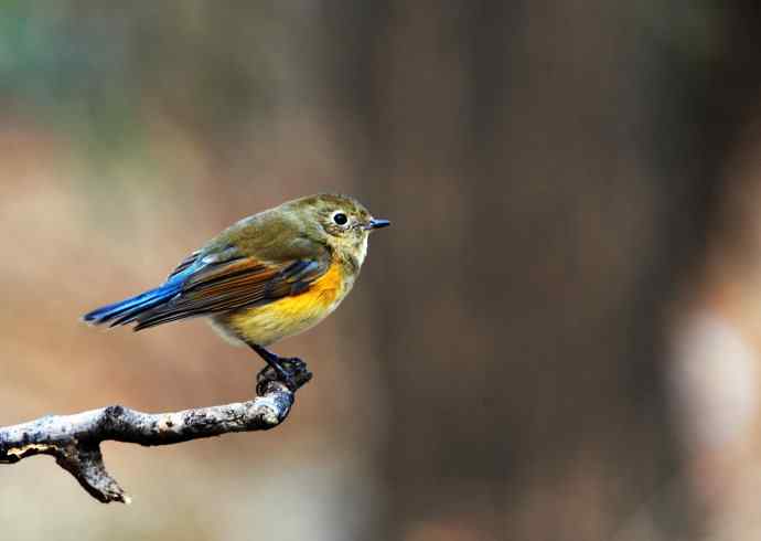 雌性红胁蓝尾鸲（12）