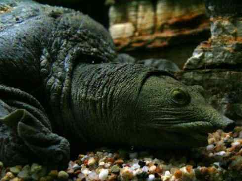 玄武：传说的兽原型探秘（鳖）