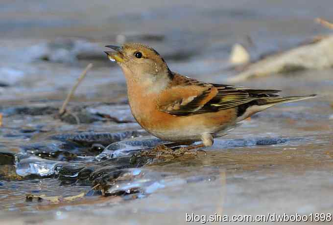 小鸟汲水图 wbrbobo打鸟歌