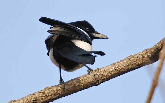 北京植物园赏鸟（十七），喜鹊（组图）