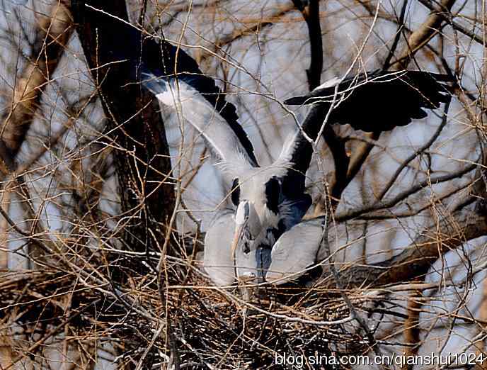 苍鹭.枝条后面一对对