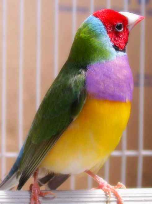 家禽驯化之源之十七