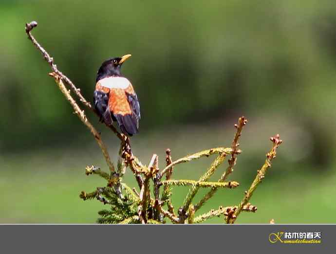 记录“棕背黑头鸫”
