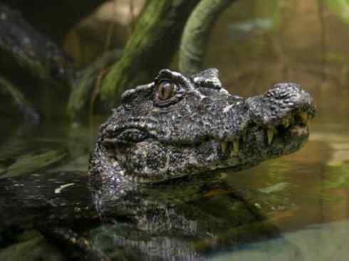 龙:传说的兽原型探秘(短吻鳄类) 龙:传说的兽原型探秘(短吻鳄类)