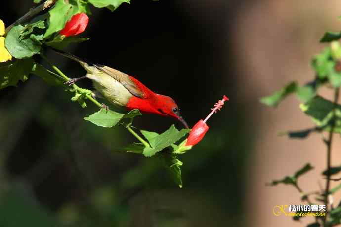 西双版纳拍鸟:黄腰太阳鸟 西双版纳拍鸟:黄腰太阳鸟