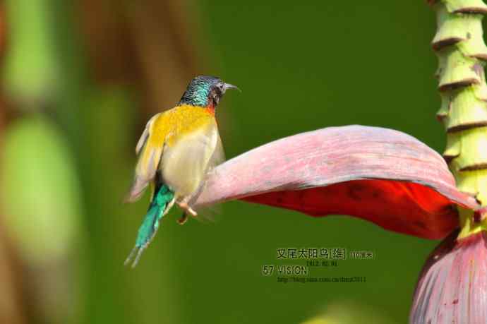 太阳鸟上芭蕉花