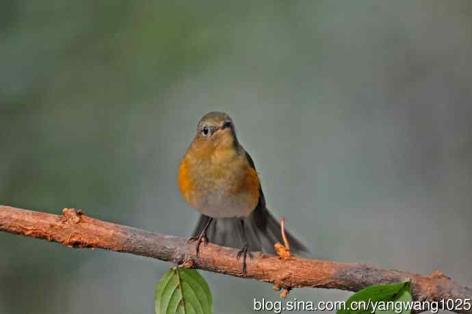 杂片（黄腹山雀、暗绿绣眼鸟、雌性红胁蓝尾鸲、黄腰柳莺）