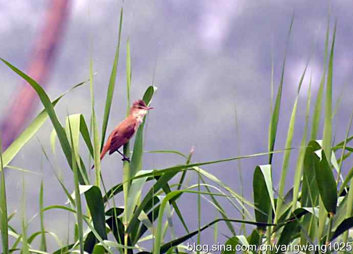 东方大苇莺 东方大苇莺