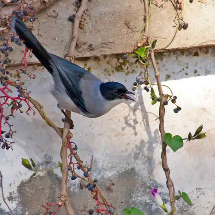 吃果果的黑头奇鹛