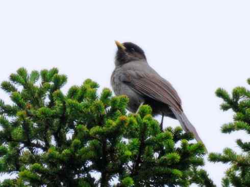 奇特的盔：厚嘴渡鸦
