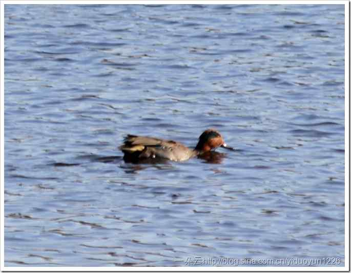 野外打鸟之二十九 带着逗号的绿翅鸭和琵嘴鸭
