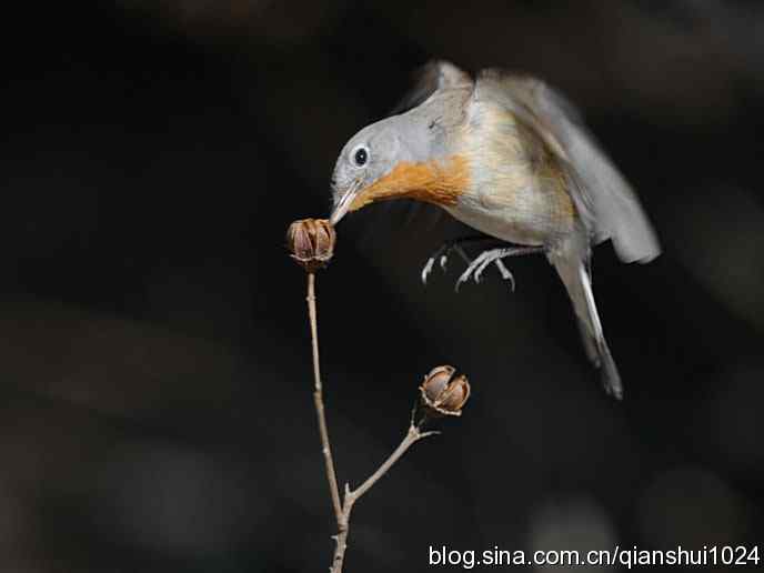 不愁吃喝的小鸟.红胸姬鹟(圆明园)