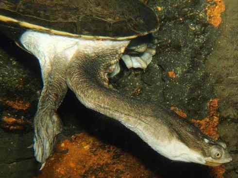 玄武：传说的兽原型探秘（澳洲长颈龟）