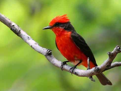 极品红色鸟类：朱红霸鶲