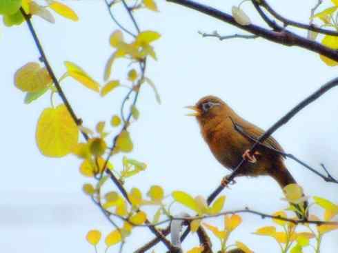 家禽驯化之源之十五 家禽驯化之源之十五