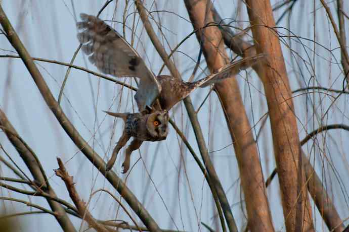 南海子湿地的长耳鸮
