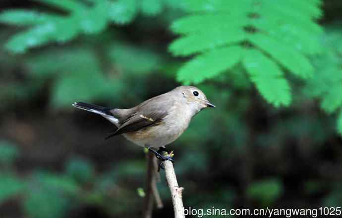 红喉姬鹟(8) 红喉姬鹟(8)