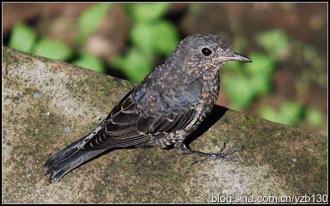 金海湖的鸟（3）鈥斺斃俄娥矗ㄗ橥迹